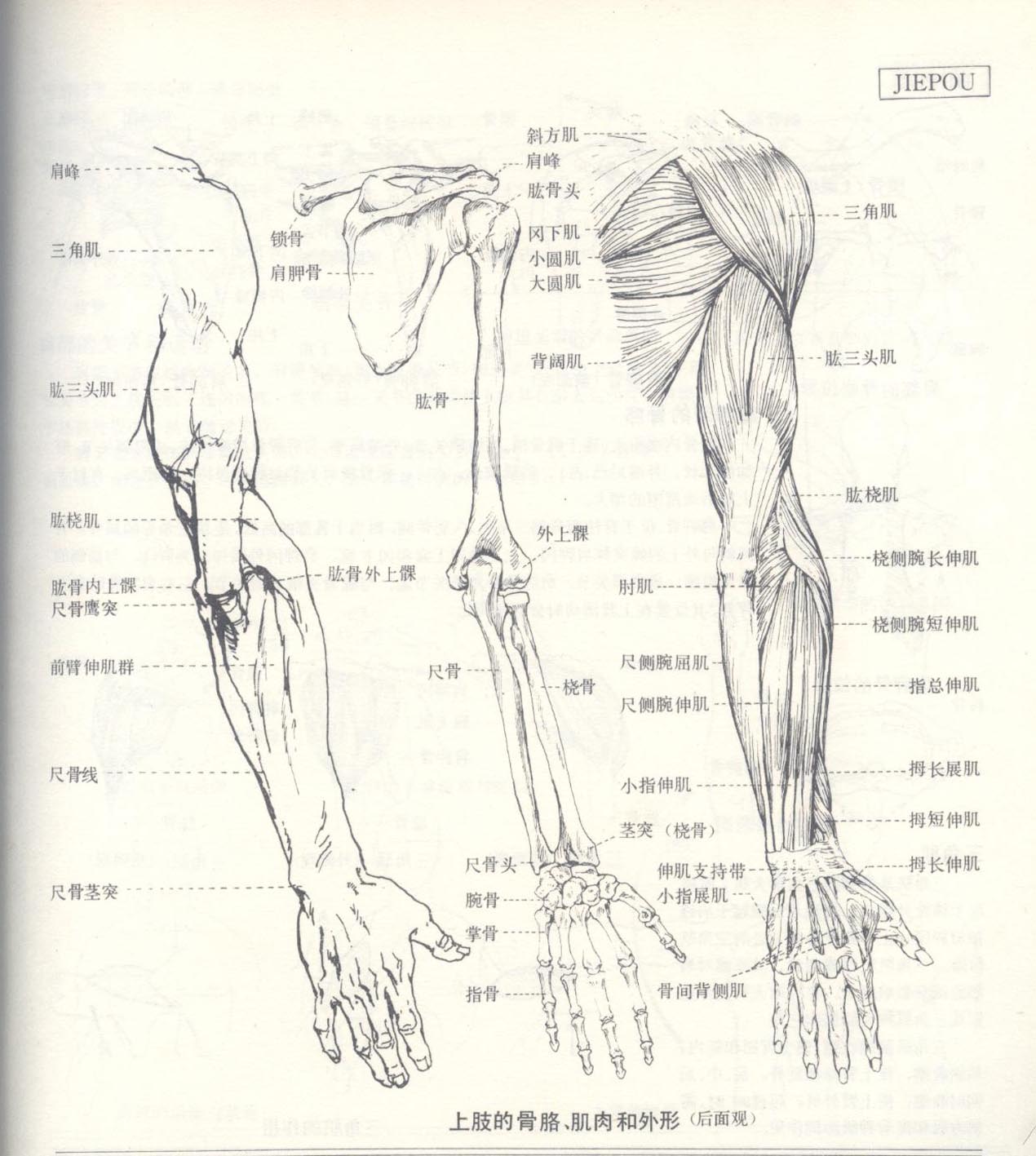 第1章：速写普及课  第6节：上肢，下肢的结构体面认识  【必修作业】