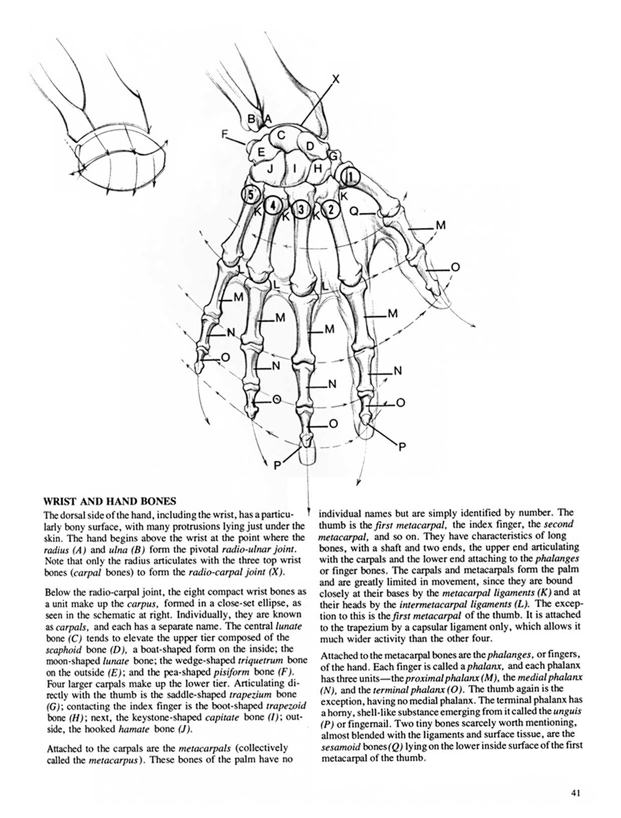 第3章：四肢专项训练  第2节：手的结构及表现  【参考素材】