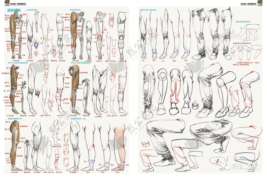 第3章：四肢专项训练  第3节：下肢结构及表现  【参考素材】