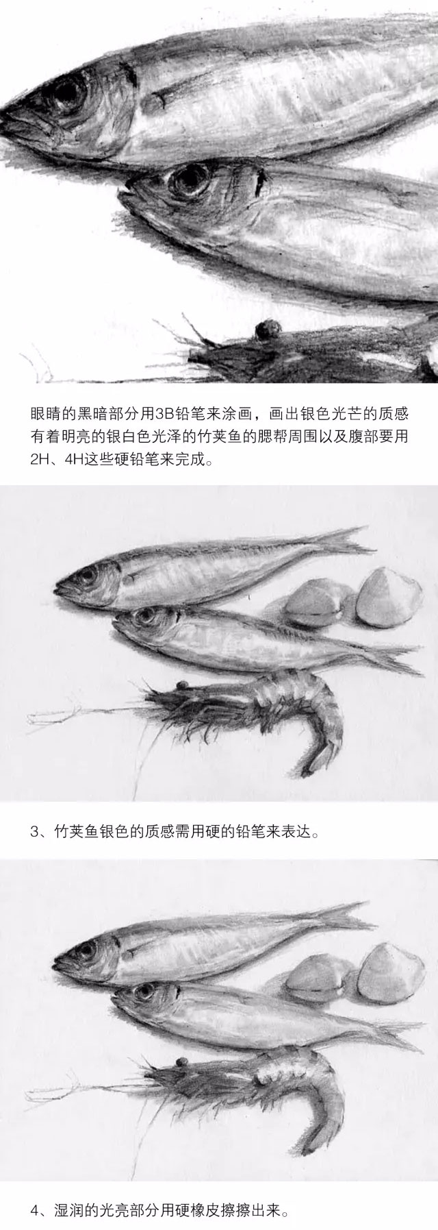 素描静物：鱼贝类物体的质感表现_02.jpg